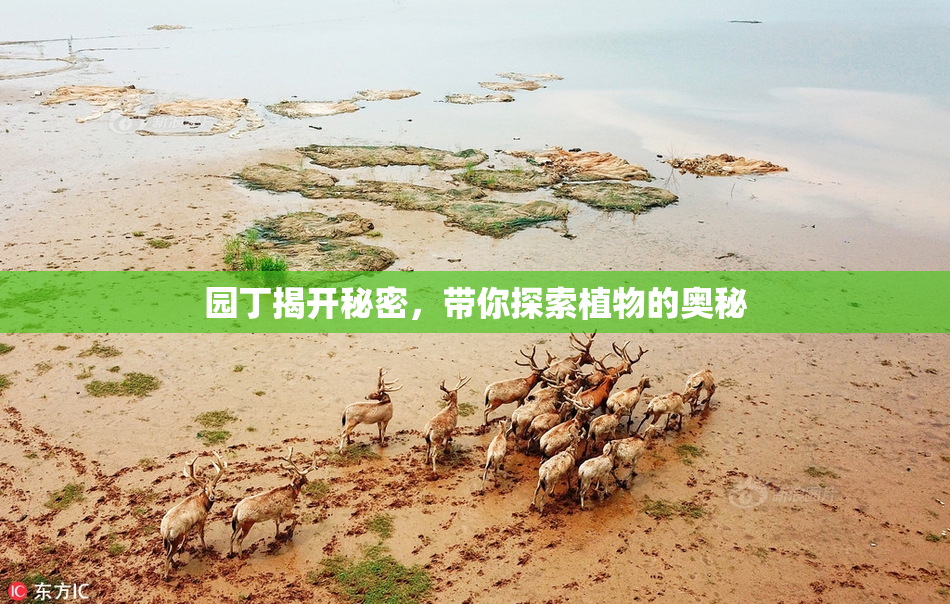 园丁揭开秘密，带你探索植物的奥秘