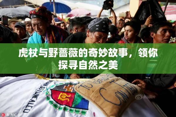 虎杖与野蔷薇的奇妙故事，领你探寻自然之美