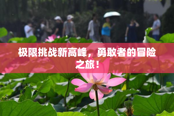 极限挑战新高峰，勇敢者的冒险之旅！