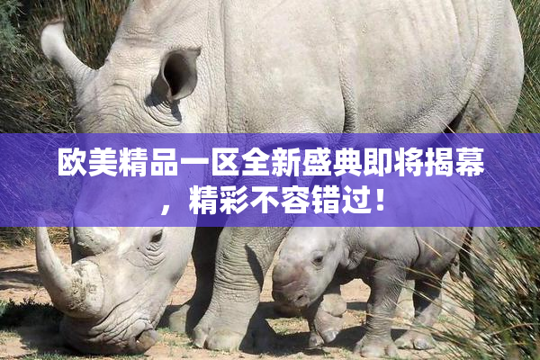 欧美精品一区全新盛典即将揭幕，精彩不容错过！