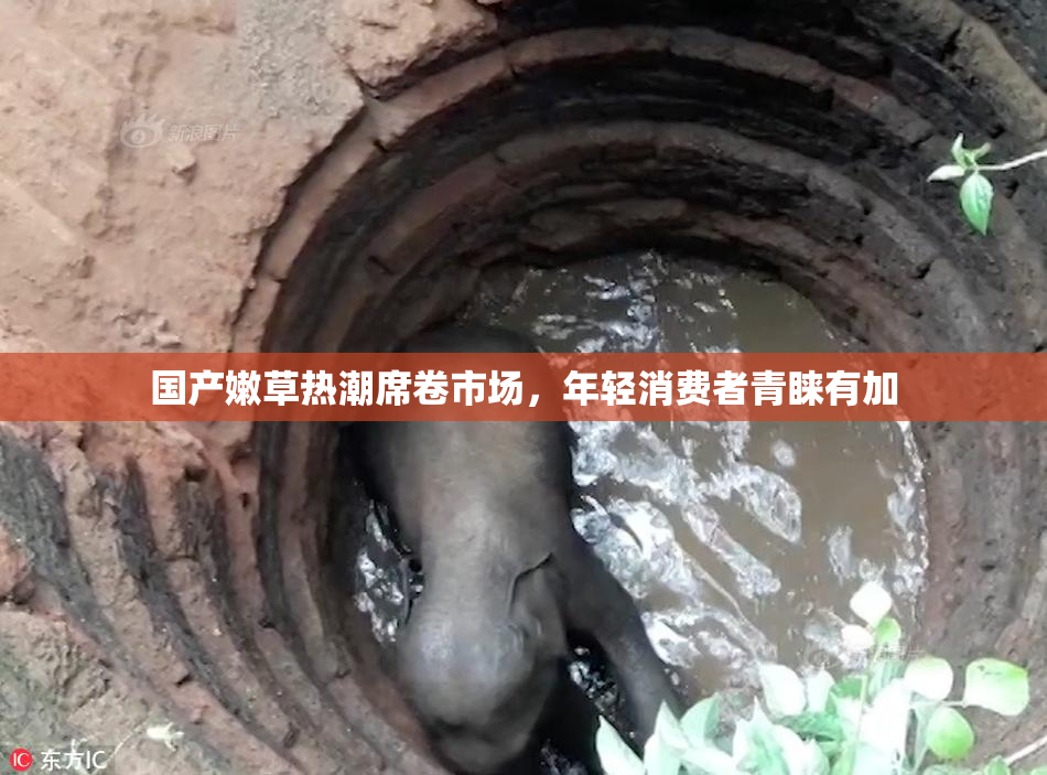 国产嫩草热潮席卷市场，年轻消费者青睐有加