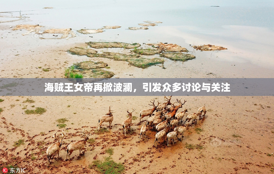海贼王女帝再掀波澜，引发众多讨论与关注