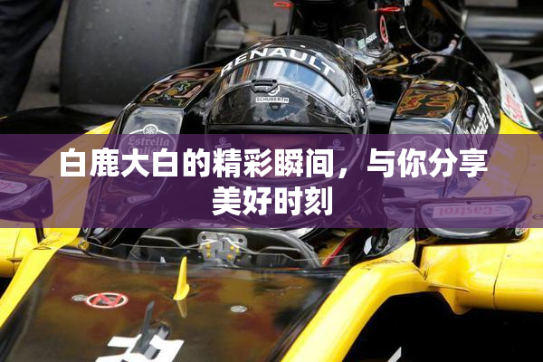 白鹿大白的精彩瞬间，与你分享美好时刻