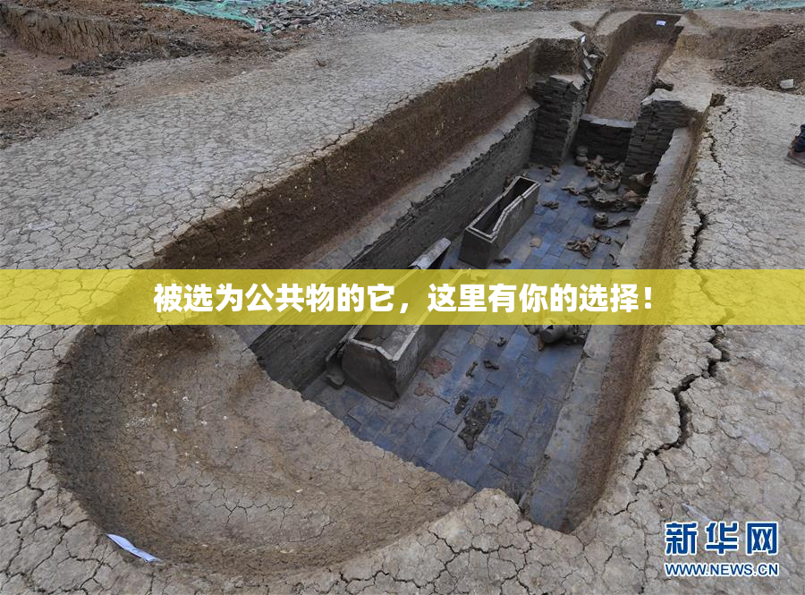 被选为公共物的它，这里有你的选择！