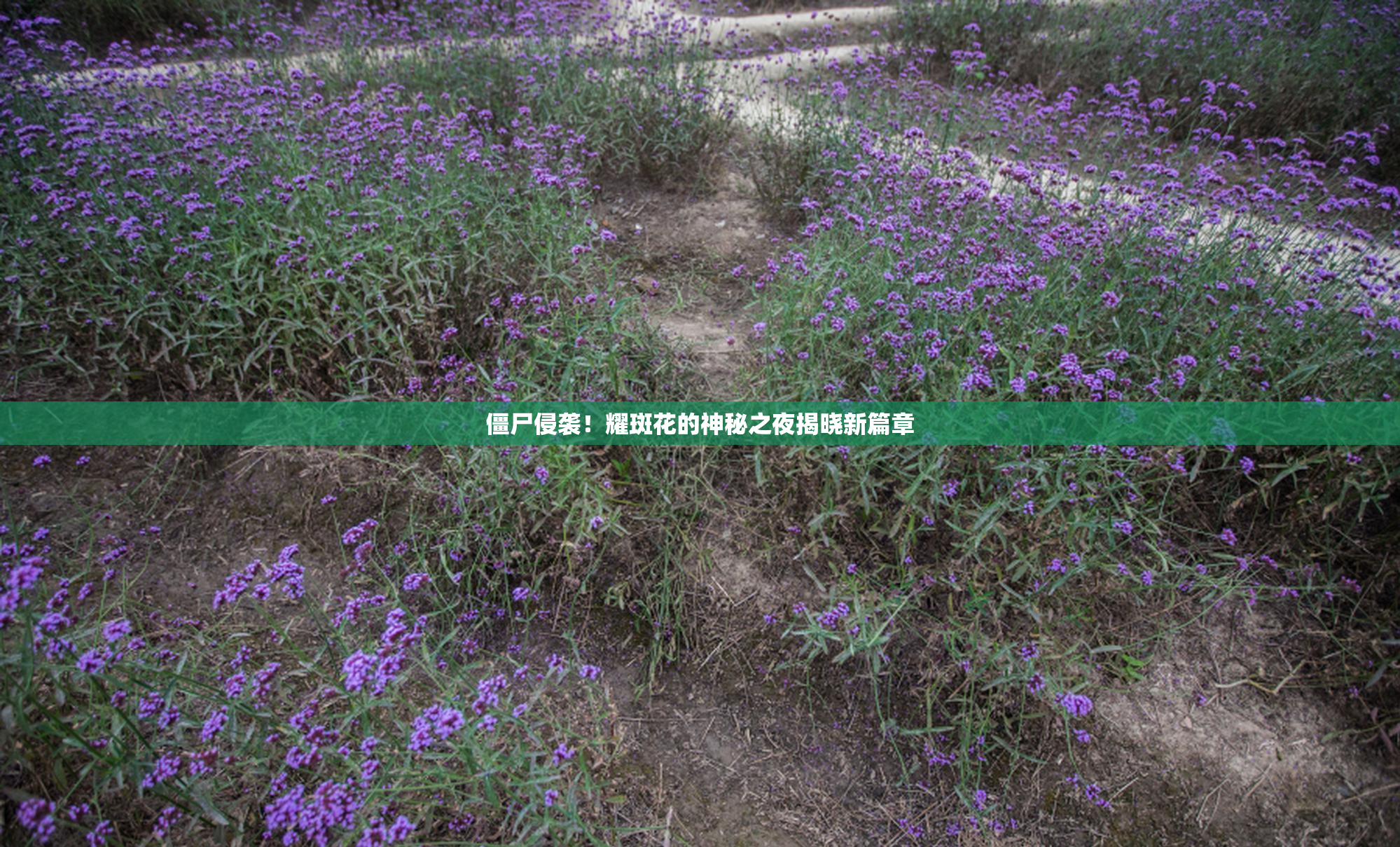 僵尸侵袭！耀斑花的神秘之夜揭晓新篇章