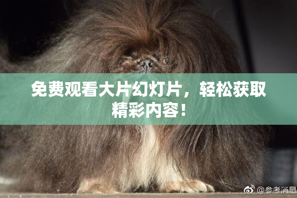 免费观看大片幻灯片，轻松获取精彩内容！