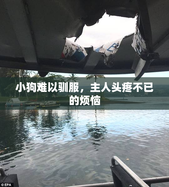 小狗难以驯服，主人头疼不已的烦恼