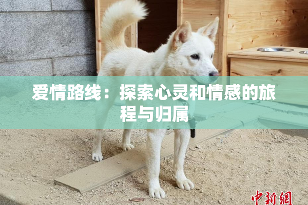 爱情路线：探索心灵和情感的旅程与归属