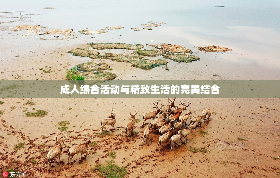 成人综合活动与精致生活的完美结合