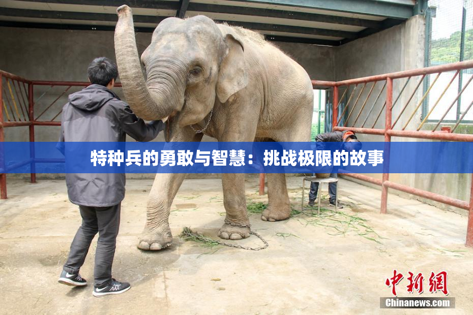 特种兵的勇敢与智慧：挑战极限的故事