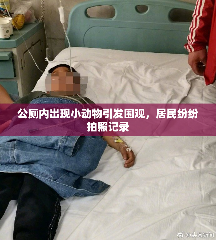 公厕内出现小动物引发围观，居民纷纷拍照记录