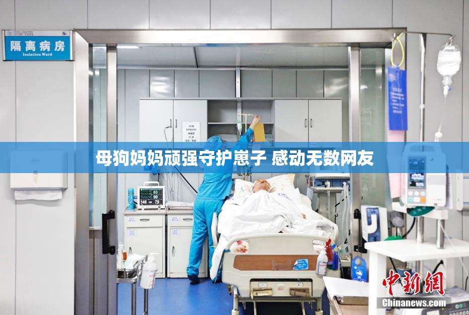母狗妈妈顽强守护崽子 感动无数网友