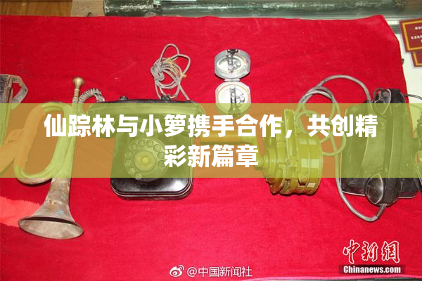 仙踪林与小箩携手合作，共创精彩新篇章