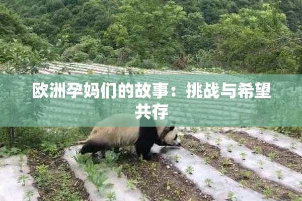 欧洲孕妈们的故事：挑战与希望共存
