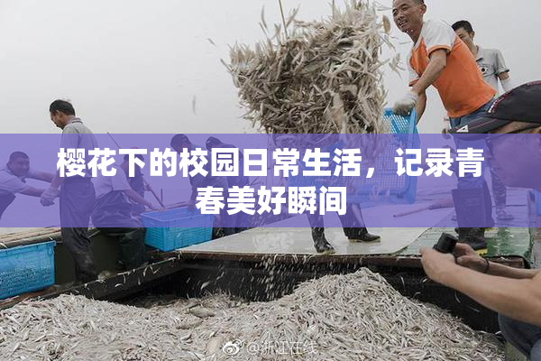 樱花下的校园日常生活，记录青春美好瞬间