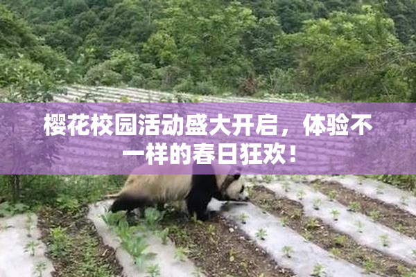 樱花校园活动盛大开启，体验不一样的春日狂欢！