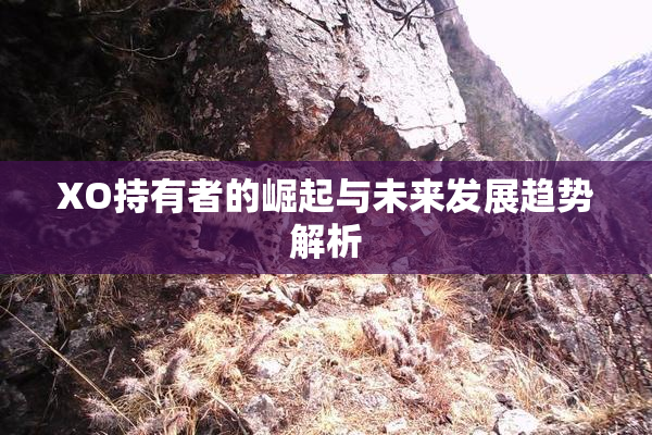 XO持有者的崛起与未来发展趋势解析