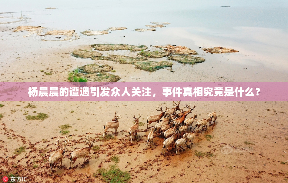 杨晨晨的遭遇引发众人关注，事件真相究竟是什么？