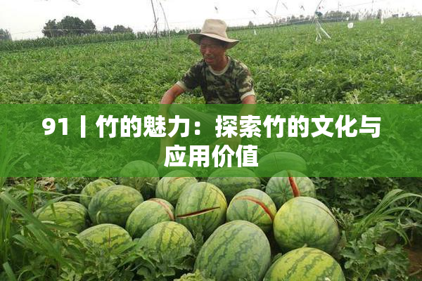 91丨竹的魅力：探索竹的文化与应用价值