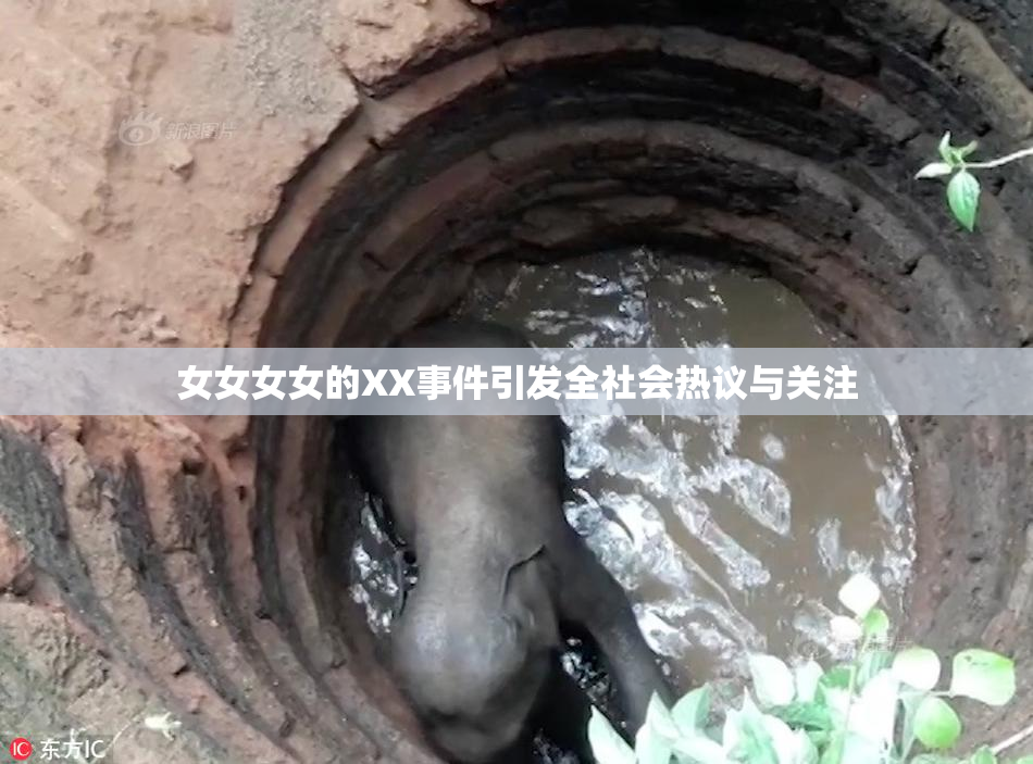 女女女女的XX事件引发全社会热议与关注