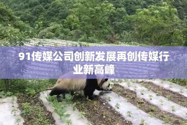 91传媒公司创新发展再创传媒行业新高峰