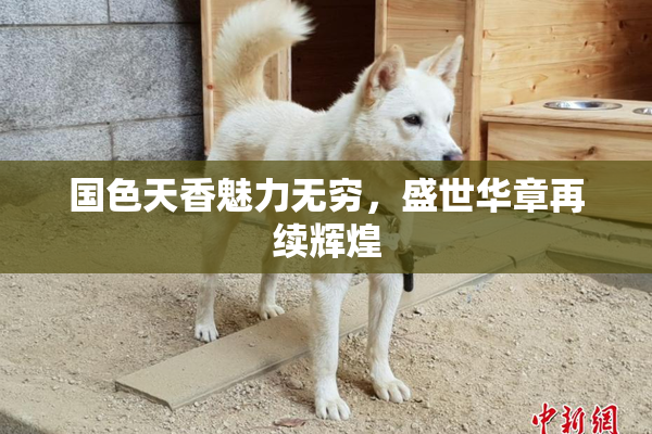 国色天香魅力无穷，盛世华章再续辉煌