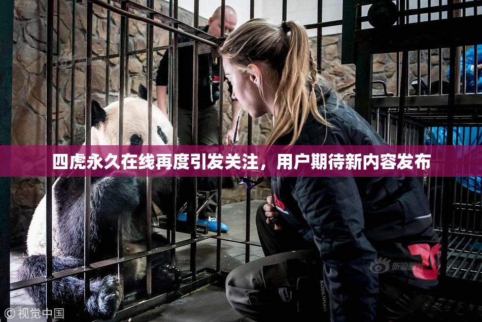 四虎永久在线再度引发关注，用户期待新内容发布