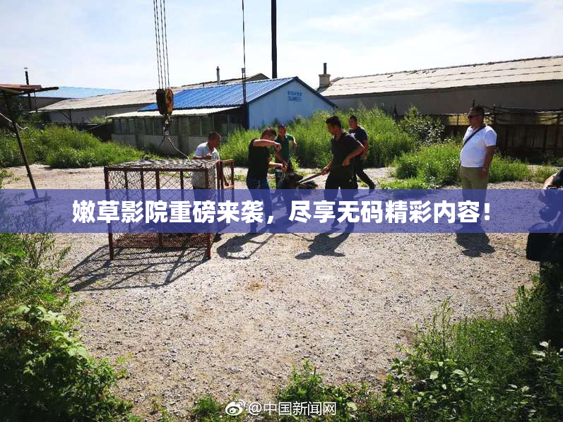 嫩草影院重磅来袭，尽享无码精彩内容！