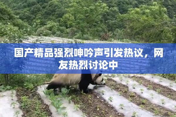国产精品强烈呻吟声引发热议，网友热烈讨论中