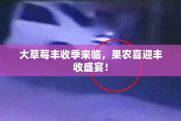 大草莓丰收季来临，果农喜迎丰收盛宴！