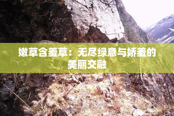 嫩草含羞草：无尽绿意与娇羞的美丽交融