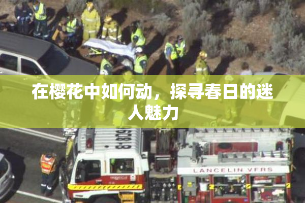 在樱花中如何动，探寻春日的迷人魅力