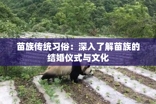 苗族传统习俗：深入了解苗族的结婚仪式与文化