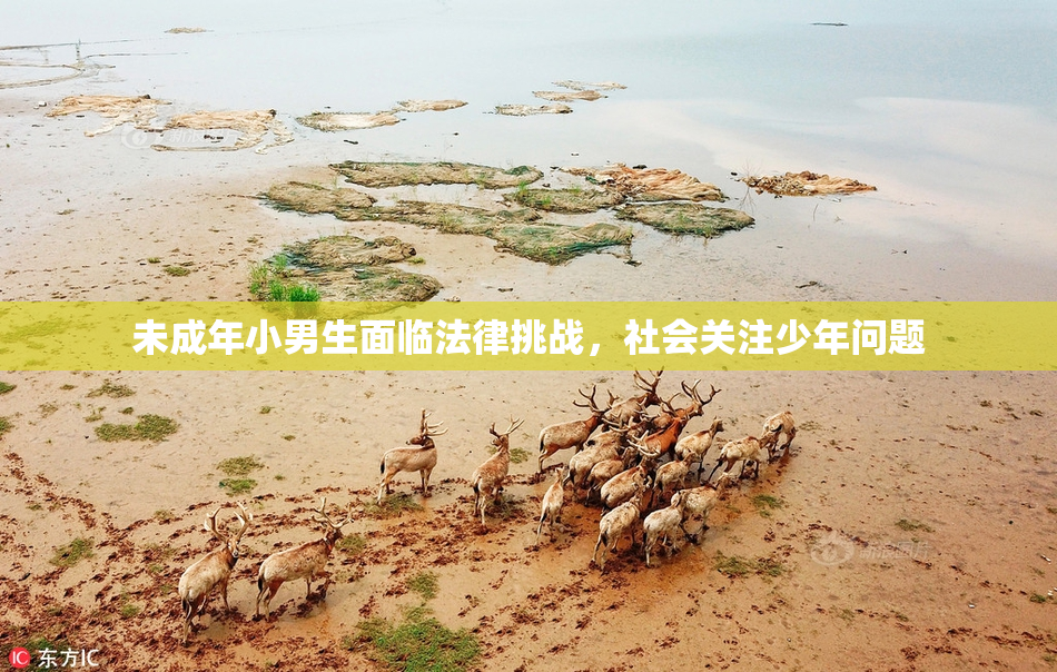 未成年小男生面临法律挑战，社会关注少年问题