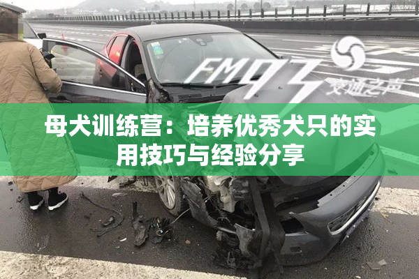 母犬训练营：培养优秀犬只的实用技巧与经验分享