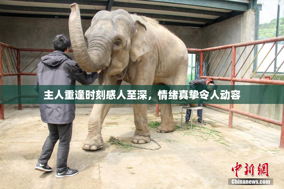 主人重逢时刻感人至深，情绪真挚令人动容