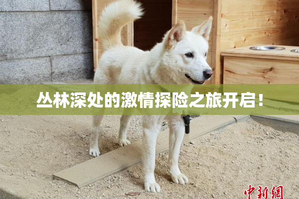 丛林深处的激情探险之旅开启！