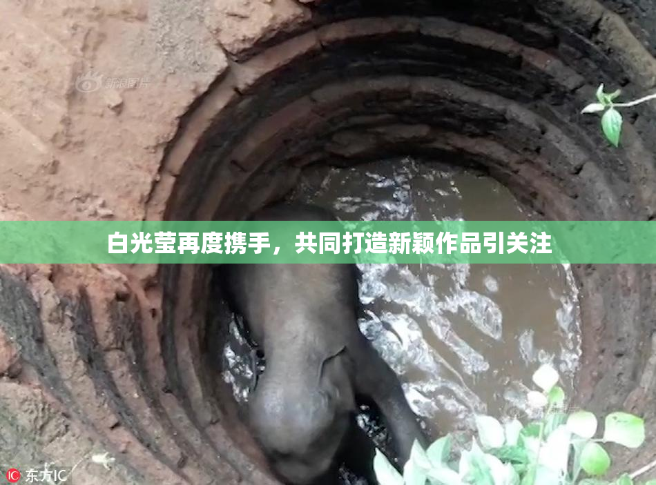 白光莹再度携手，共同打造新颖作品引关注