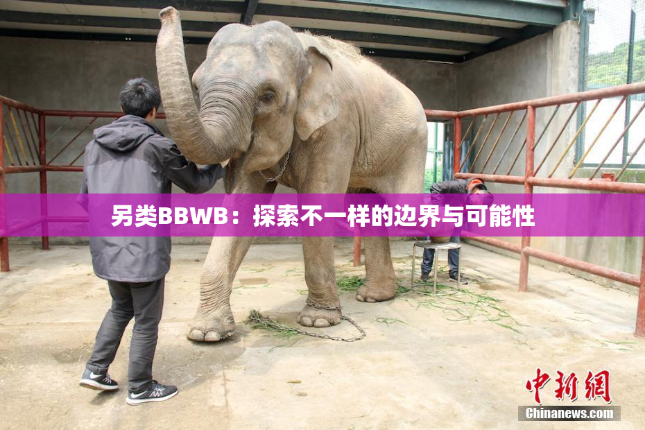 另类BBWB：探索不一样的边界与可能性