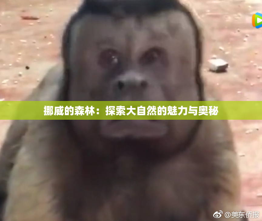挪威的森林：探索大自然的魅力与奥秘