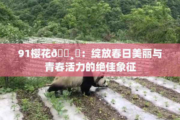 91樱花🌸‌：绽放春日美丽与青春活力的绝佳象征