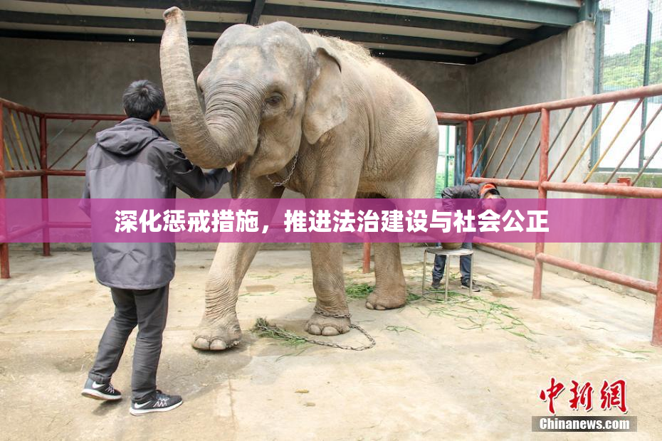 深化惩戒措施，推进法治建设与社会公正