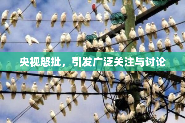 央视怒批，引发广泛关注与讨论