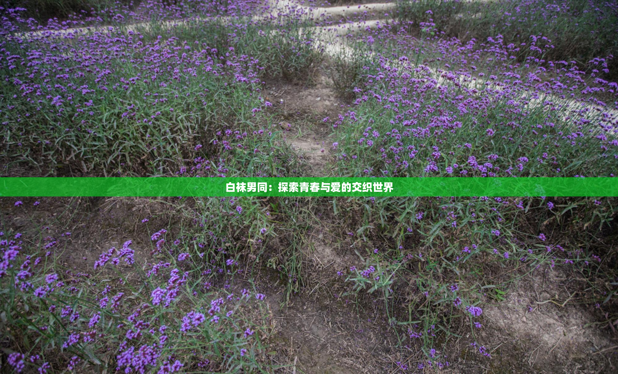 白袜男同：探索青春与爱的交织世界