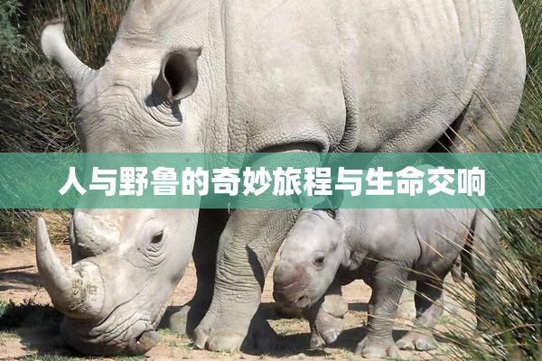 人与野鲁的奇妙旅程与生命交响