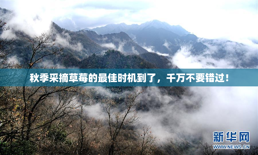 秋季采摘草莓的最佳时机到了，千万不要错过！