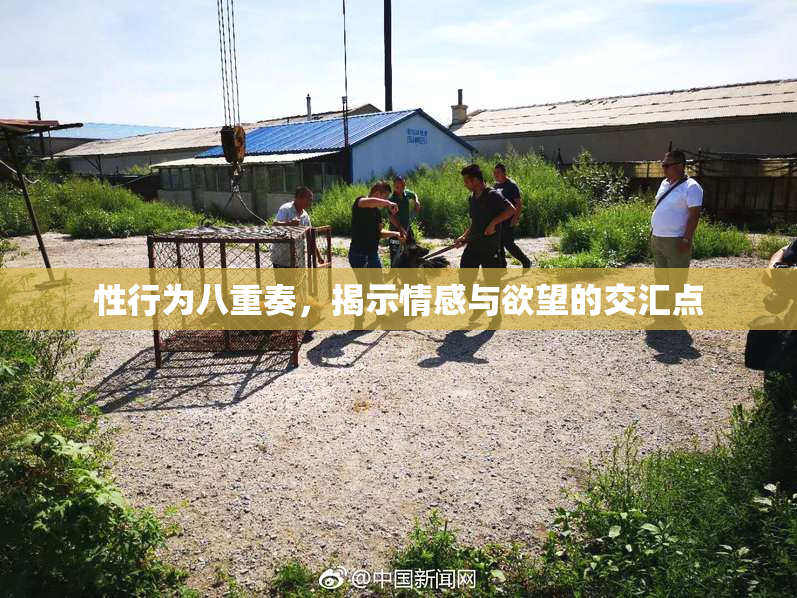 性行为八重奏，揭示情感与欲望的交汇点