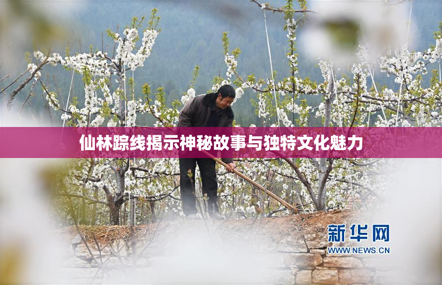 仙林踪线揭示神秘故事与独特文化魅力