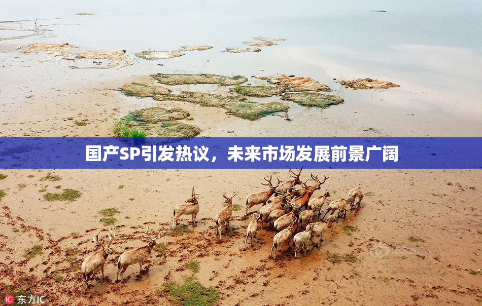 国产SP引发热议，未来市场发展前景广阔