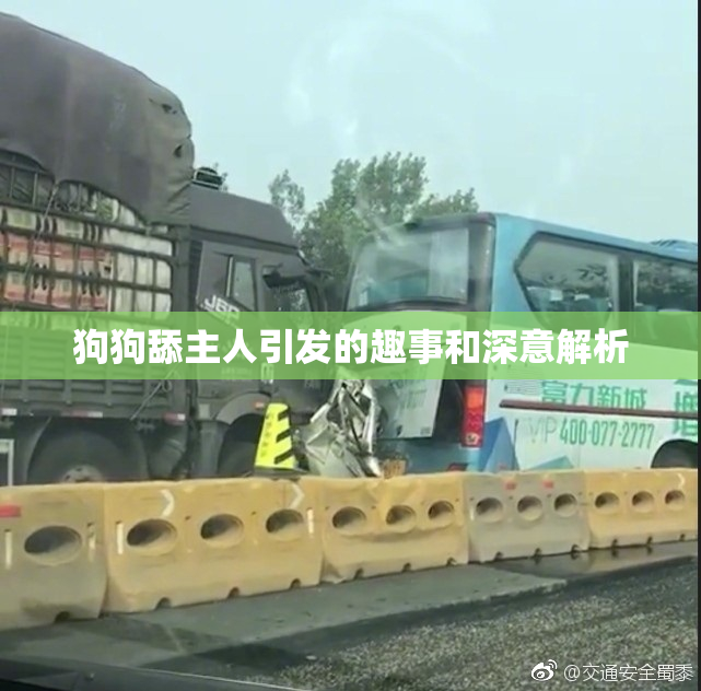 狗狗舔主人引发的趣事和深意解析